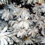 Magnolia stellata bloemen
